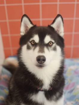 Diesel -  Husky Dog for Adoption in Pontiac, Michigan - Diesel | PetCurious