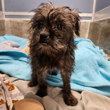 Terrier Dogs Available for Adoption - Daffy Duck | PetCurious