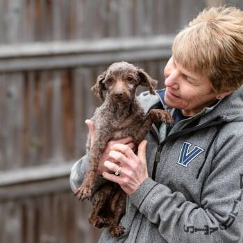 Poodle Dogs Available for Adoption - Darla | PetCurious