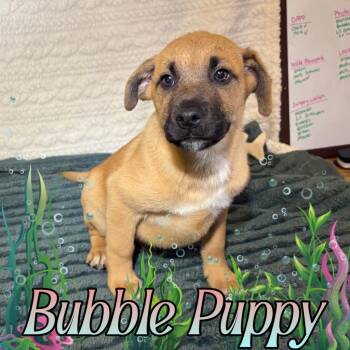 Bubble Puppy -  Labrador Retriever and Mixed Breed Dog for Adoption in Hillsboro, Ohio - Bubble Puppy | PetCurious
