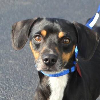 Merlin -  Dachshund and Mixed Breed Dog for Adoption in Elk Grove Village, Illinois - Merlin | PetCurious