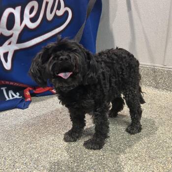 IVHS-Stray-140447 -  Maltese and Poodle Dog for Adoption in San Gabriel, California - IVHS-Stray-140447 | PetCurious