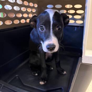 Eden -  Terrier Dog for Adoption in Birmingham, Alabama - Eden | PetCurious