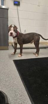 Reno -  American Staffordshire Terrier and Mixed Breed Dog for Adoption in Daphne, Alabama - Reno | PetCurious