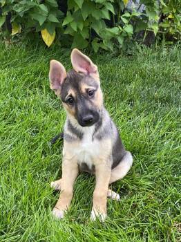 Frankelda -  Australian Cattle Dog Blue Heeler Dog for Adoption in Fort Lupton, Colorado - Frankelda | PetCurious
