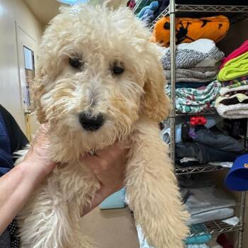 Marilyn -  Poodle Dog for Adoption in Agoura Hills, California - Marilyn | PetCurious
