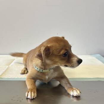 IVHS-Stray-142693 -  Chihuahua and Terrier Dog for Adoption in San Gabriel, California - IVHS-Stray-142693 | PetCurious