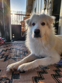 Rescue Great Pyrenees Dogs for Adoption in Quinlan, Texas - Xena SAT | PetCurious