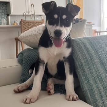 Clover -  Husky Dog for Adoption in Wando, South Carolina - Clover | PetCurious
