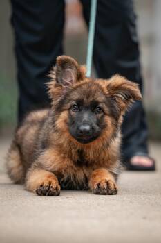 Chickoo -  German Shepherd Dog Dog for Adoption in Chester Springs, Pennsylvania - Chickoo | PetCurious