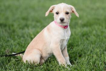 Alberta -  Terrier Dog for Adoption in Waunakee, Wisconsin - Alberta | PetCurious