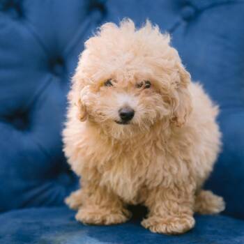 Hydrogen -  Bichon Frise and Poodle Dog for Adoption in Zionsville, Indiana - Hydrogen | PetCurious
