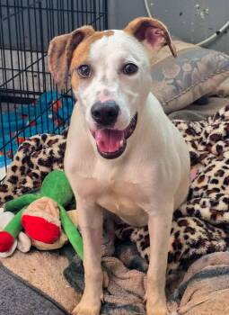 Poppy -  Hound Dog for Adoption in Monroe, Louisiana - Poppy | PetCurious