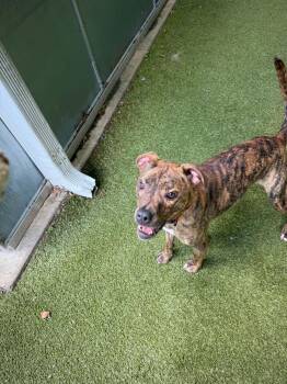 Titan -  Mixed Breed Dog for Adoption in Germantown, Tennessee - Titan | PetCurious