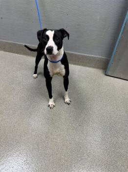 LAVA LAMP -  Pit Bull Terrier and Mixed Breed Dog for Adoption in Las Vegas, Nevada - LAVA LAMP | PetCurious