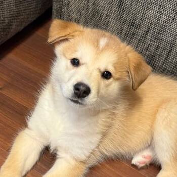 Husky and Shepherd Dogs Available for Adoption in Oakville, Ontario - Lucie | PetCurious