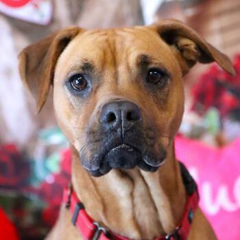 Boxer Dogs Available for Adoption in Kansas City, Missouri - Jackie | PetCurious