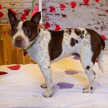 Gump -  Pit Bull Terrier and Mixed Breed Dog for Adoption in Middletown, New York - Gump | PetCurious