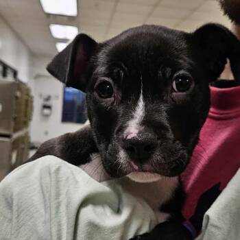 Rescue Pit Bull Terrier and Mixed Breed Dogs for Adoption in Kansas City, Missouri - Tuttle | PetCurious