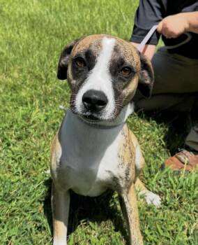 Asher -  Basenji and Boxer Dog for Adoption in Washington, District Of Columbia - Asher | PetCurious