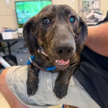 Luigi -  Dachshund Dog for Adoption in Denison, Texas - Luigi | PetCurious