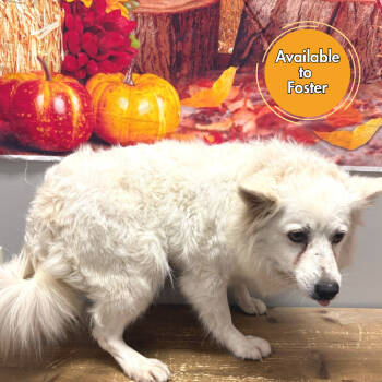 Rescue American Eskimo Dog Dogs for Adoption in Normal, Illinois - Glitters | PetCurious