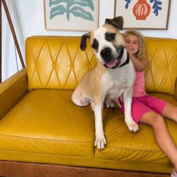Tootie Cutie The Snorty Snuggly Princess -  American Bulldog and Boxer Dog for Adoption in Friendswood, Texas - Tootie Cutie The Snorty Snuggly Princess | PetCurious