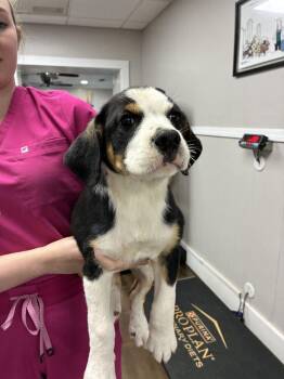 Ramano -  Terrier Dog for Adoption in Marietta, Georgia - Ramano | PetCurious