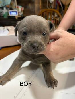 Catahoula Leopard Dog Dogs Available for Adoption - Todd The Male Catahoula Puppy | PetCurious