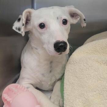 Rescue Dachshund and Mixed Breed Dogs for Adoption in Bastrop, Texas - Daquiri Paloma 25-11-020 | PetCurious