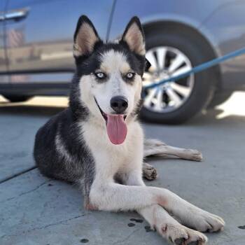 MARCO - Foster or Adopter needed -  Siberian Husky Dog for Adoption in Largo, Florida - MARCO - Foster Or Adopter Needed | PetCurious