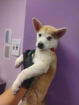 Shiba Inu and Mixed Breed Dogs Available for Adoption in El Paso, Texas - 60885065 | PetCurious