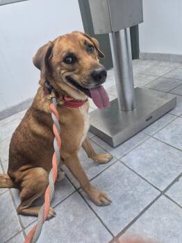 Mordecai -  Labrador Retriever Dog for Adoption in Houston, Texas - Mordecai | PetCurious