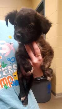 GRACE -  Australian Shepherd and Mixed Breed Dog for Adoption in St. Louis, Missouri - GRACE | PetCurious