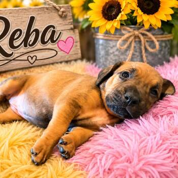 Reba -  Mixed Breed Dog for Adoption in Enterprise, Alabama - Reba | PetCurious