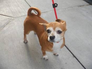 Chihuahua and Mixed Breed Dogs Available for Adoption - VALENTINE | PetCurious
