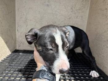 Pit Bull Terrier Dogs Available for Adoption in Oklahoma City, Oklahoma - CARA | PetCurious