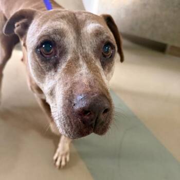 Bully -  Mixed Breed Dog for Adoption in Winston-salem, North Carolina - Bully | PetCurious