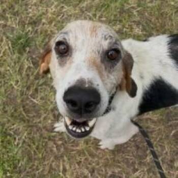 Elijah -  Treeing Walker Coonhound Dog for Adoption in Woodbine, Georgia - Elijah | PetCurious