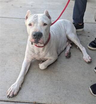 MAGNOLIA -  Dogo Argentino Dog for Adoption in Ontario, California - MAGNOLIA | PetCurious