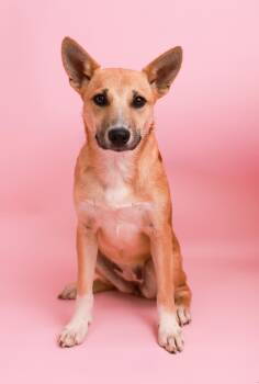 Rescue Shepherd and Labrador Retriever Dogs for Adoption in Carmel Hamlet, New York - Hazel (Shepard Siblings) | PetCurious