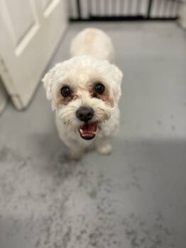 Rescue Maltese Dogs for Adoption in Los Angeles, California - Bentley 0439 | PetCurious