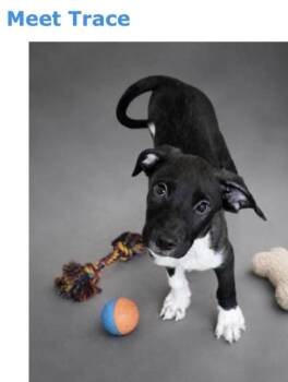 Trace -  Black Labrador Retriever Dog for Adoption in Kenhorst, Pennsylvania - Trace | PetCurious