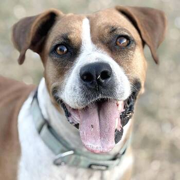 Rescue American Staffordshire Terrier and Boxer Dogs for Adoption in Longview, Texas - Muffin | PetCurious