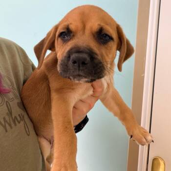 Beagle and Mixed Breed Dogs Available for Adoption - Gordo | PetCurious