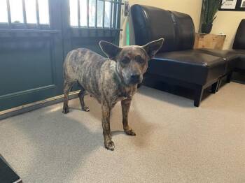 Pit Bull Terrier and Mixed Breed Dogs Available for Adoption - A527532 | PetCurious