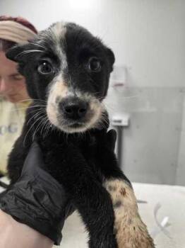 Yogurt -  Australian Shepherd and Mixed Breed Dog for Adoption in Sevierville, Tennessee - Yogurt | PetCurious