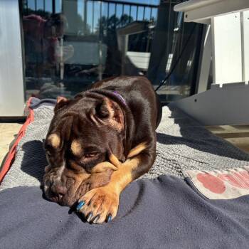 Rescue Pit Bull Terrier Dogs for Adoption in Roswell, Georgia - Squishmellow | PetCurious