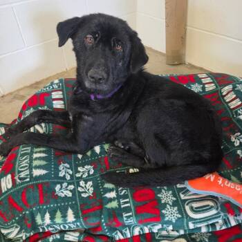 Lulu -  Black Labrador Retriever Dog for Adoption in Jasper, Indiana - Lulu | PetCurious