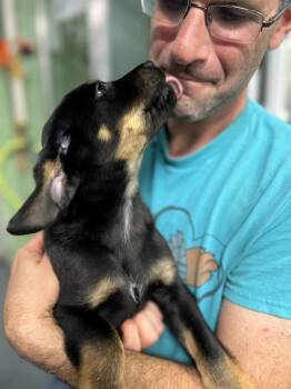 Namaste -  Hound Dog for Adoption in Elmsford, New York - Namaste | PetCurious